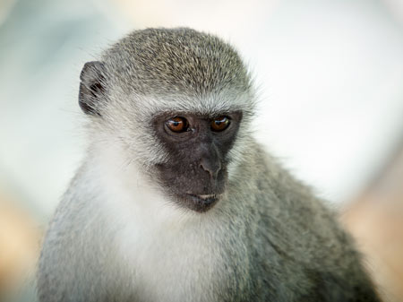 Zoo Foto