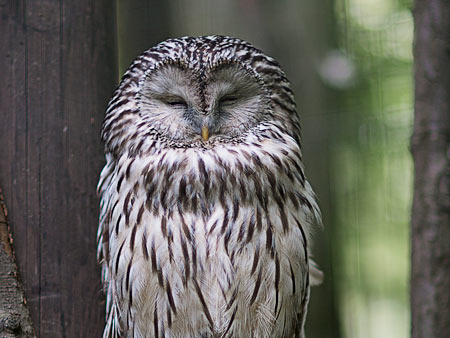Zoo Foto