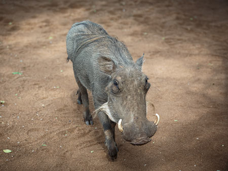Zoo Foto
