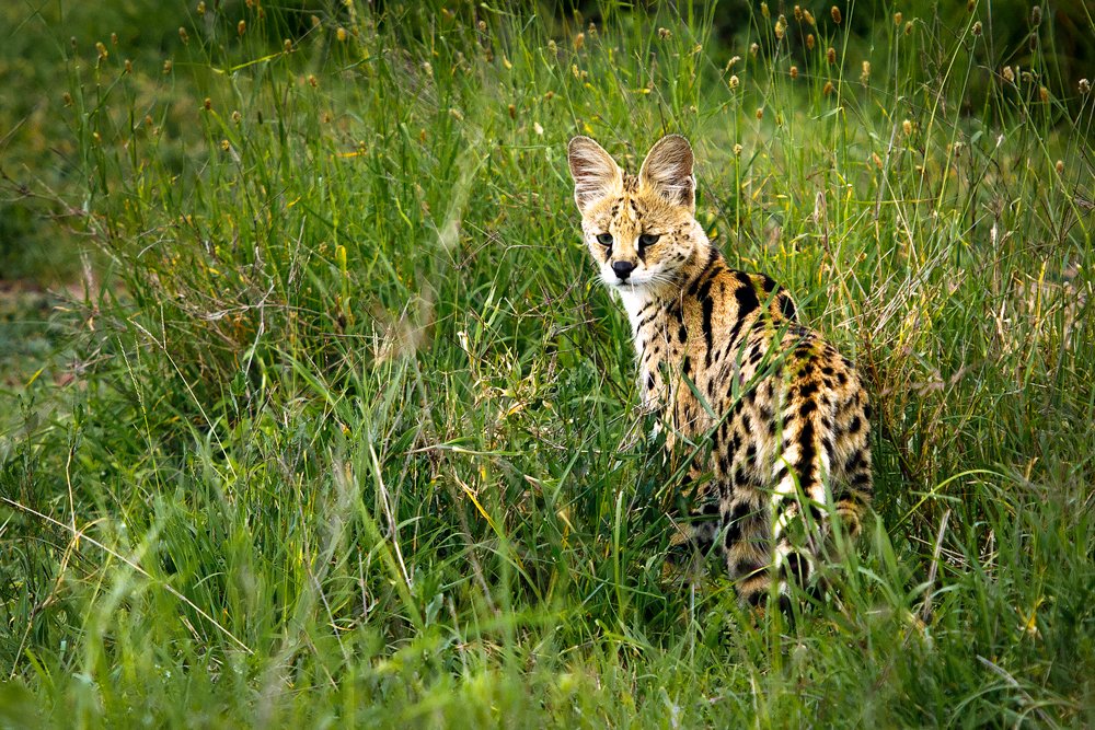 Serval